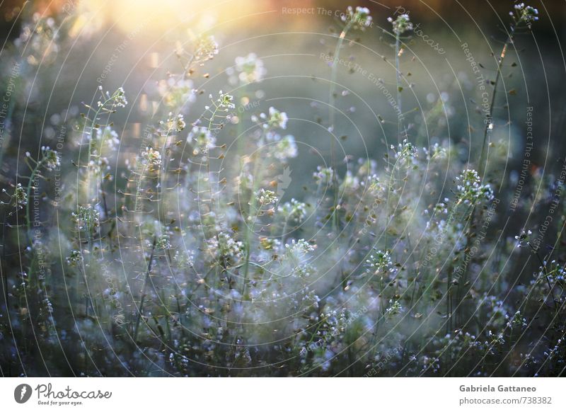 wild plants Nature Plant Animal Sunrise Sunset Wild plant Green Black Lighting Colour photo Exterior shot Copy Space bottom Evening Shallow depth of field