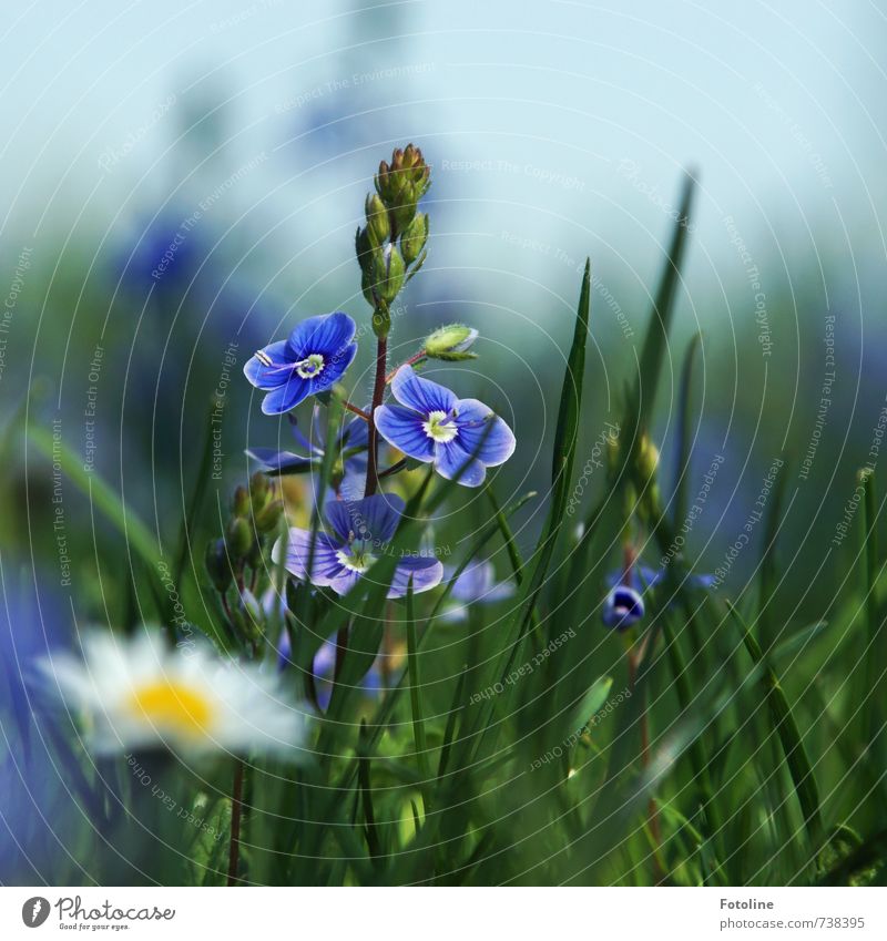 Happy birthday, sister! Environment Nature Plant Sky Cloudless sky Spring Beautiful weather Flower Blossom Garden Park Meadow Fresh Bright Blue Yellow Green