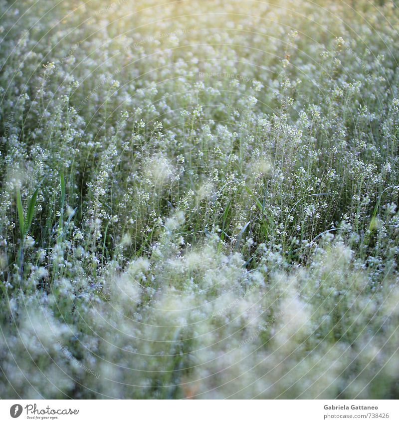 And stay lying Nature Plant Animal Wild plant Green Colour photo Exterior shot Evening Shallow depth of field