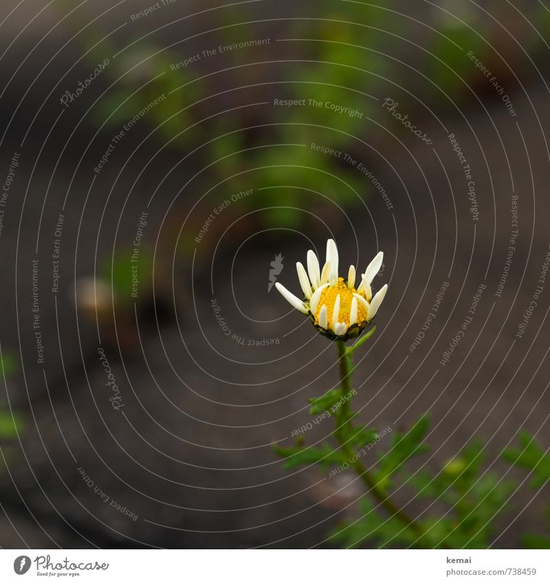 crevice bloomers Environment Nature Plant Summer Flower Blossom Marguerite Balcony Terrace Blossoming Growth Yellow Green White Colour photo Subdued colour