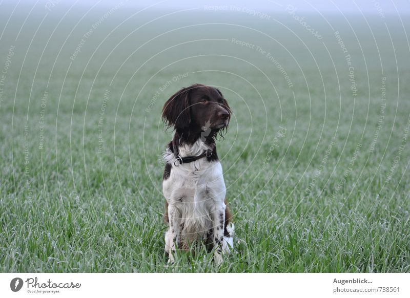 of all best friends... Pet Dog 1 Animal Observe Movement Love Sports Wet Natural Blue Brown Green White Love of animals Attentive Exterior shot Dawn