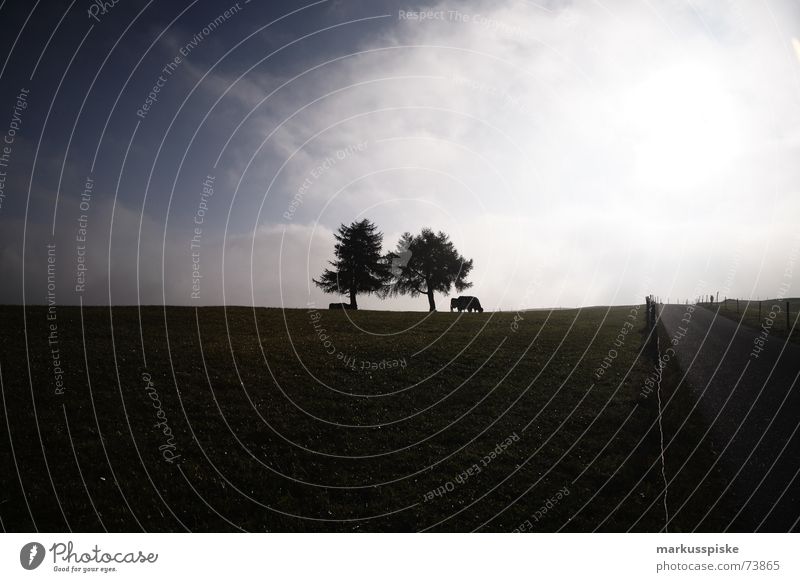 shadow run II. Tree Clouds Back-light Cow Horizon Sun Shadow Pasture Far-off places Street