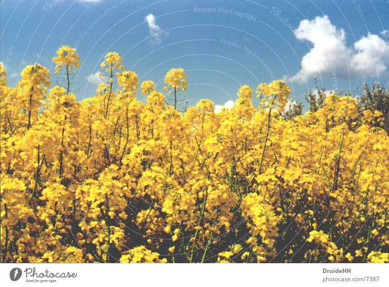 spring Spring Canola Clouds Yellow Blossom Field