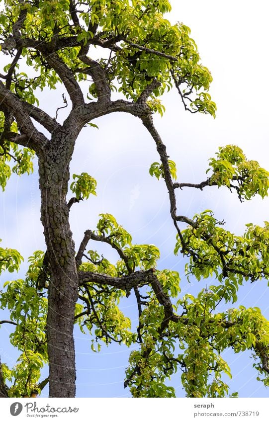 Fruit tree Tree bark Sprout Shoot Branch Branched Botany Growth Leaf Plant Fruit trees Delicate Tree trunk Treetop Twig Seasons Pollen Blossoming Flower