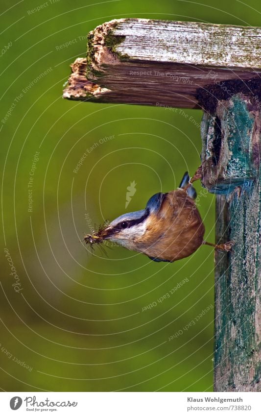 Nuthatch Sitta europaea with food for the young at the nest box Environment Nature Animal Spring Park Forest Wild animal Bird Animal face Grand piano Claw