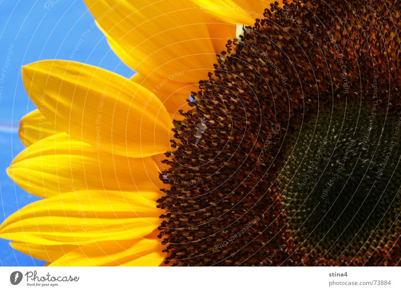 sunflower Summer Sunflower Yellow Flower Blue