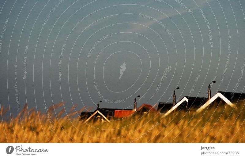 game of hide-and-seek House (Residential Structure) Roof Chimney Grass Blade of grass Grain Cornfield Hide Scandinavia Denmark Evening Beach Coast