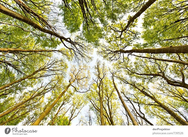 race to the top Environment Nature Landscape Plant Spring Beautiful weather Tree Forest Virgin forest Coast Lakeside Baltic Sea Emotions Moody Spring fever