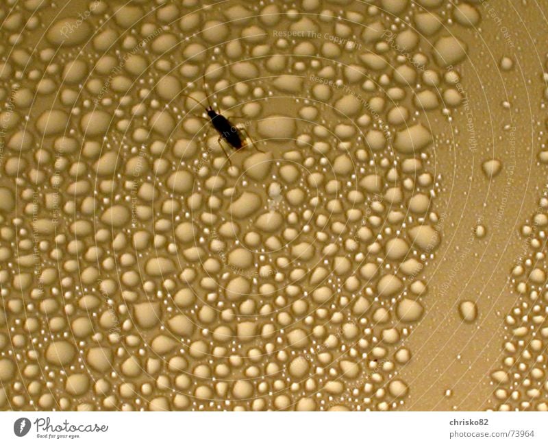 Beetles on the moon II Planet Insect Drops of water Lamp Volcanic crater Hill Moon Universe Water