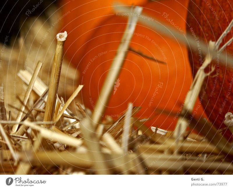 the last straw Straw Vertical Bale of straw Pumpkin seed Hallowe'en Decoration Nutrition Food Feed Agriculture Farm Pumpkin soup Blade of grass prick Vegetable