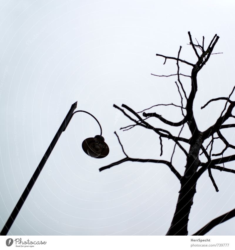 coexistence Sky Winter Bad weather Tree Foliage plant London Great Britain Downtown Park Dark Creepy Bright Gray Apocalyptic sentiment Street lighting