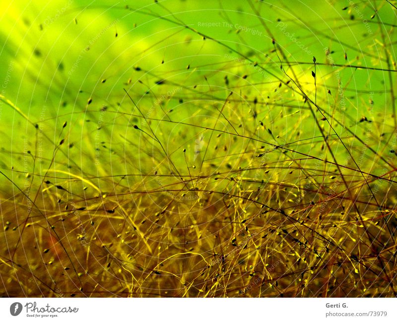 confusion Muddled Wind Grass Blur Delicate Autumn Green Plant interwoven Rotate blown through psyched Nature tender plant Bizarre Irritation