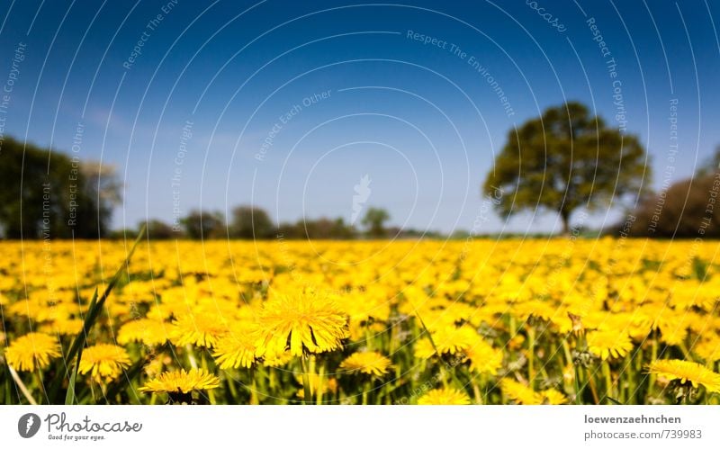 When we're big, we fly away. Nature Plant Sky Spring Beautiful weather Wild plant Meadow Blossoming Growth Exceptional Infinity Natural Warmth Blue Yellow