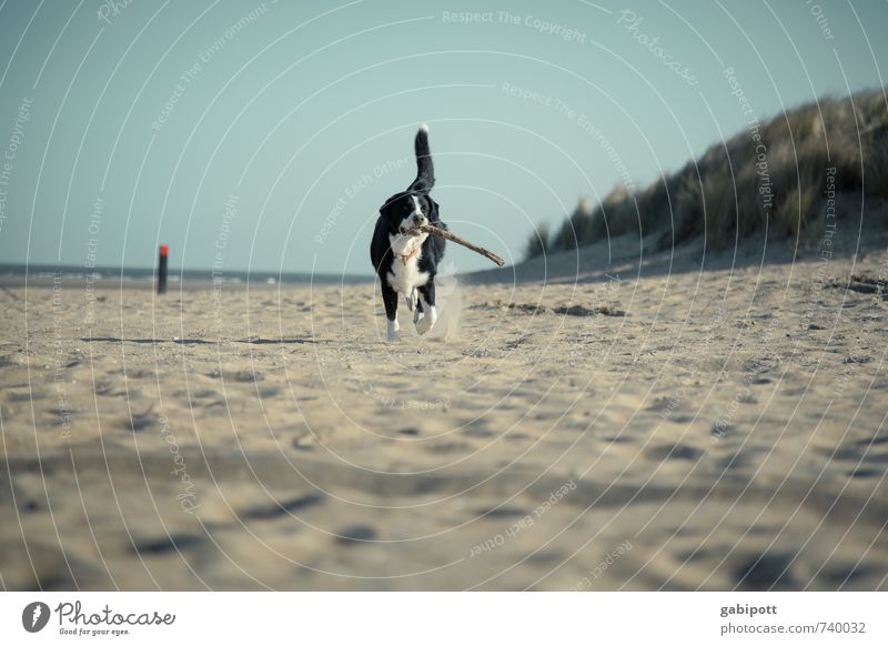 Get the stick. Nature Landscape Sun Spring Summer Coast Beach North Sea Animal Pet Dog 1 Walking Joy Happy Happiness Joie de vivre (Vitality) Spring fever