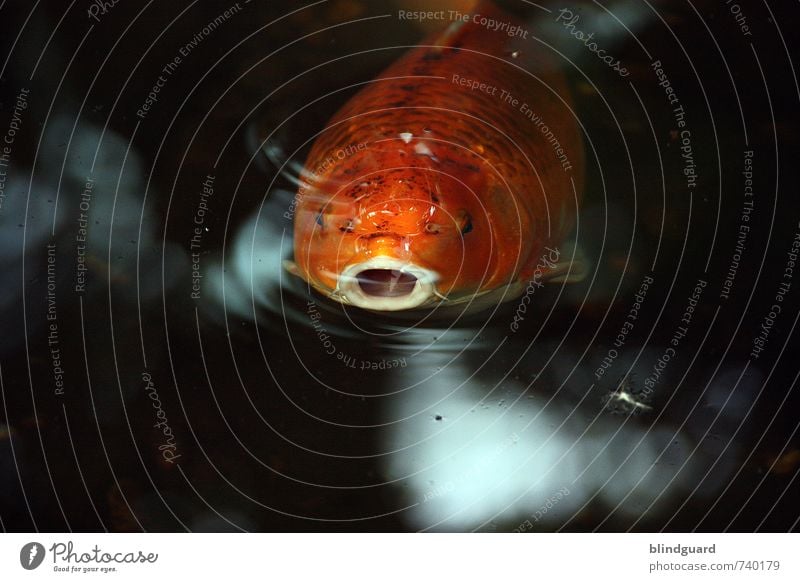 Mr. Big Mouth. Nature Animal Water Fish Aquarium 1 Breathe Looking Swimming & Bathing Orange Black White Muzzle Eyes Water wings Gill Colour photo Interior shot