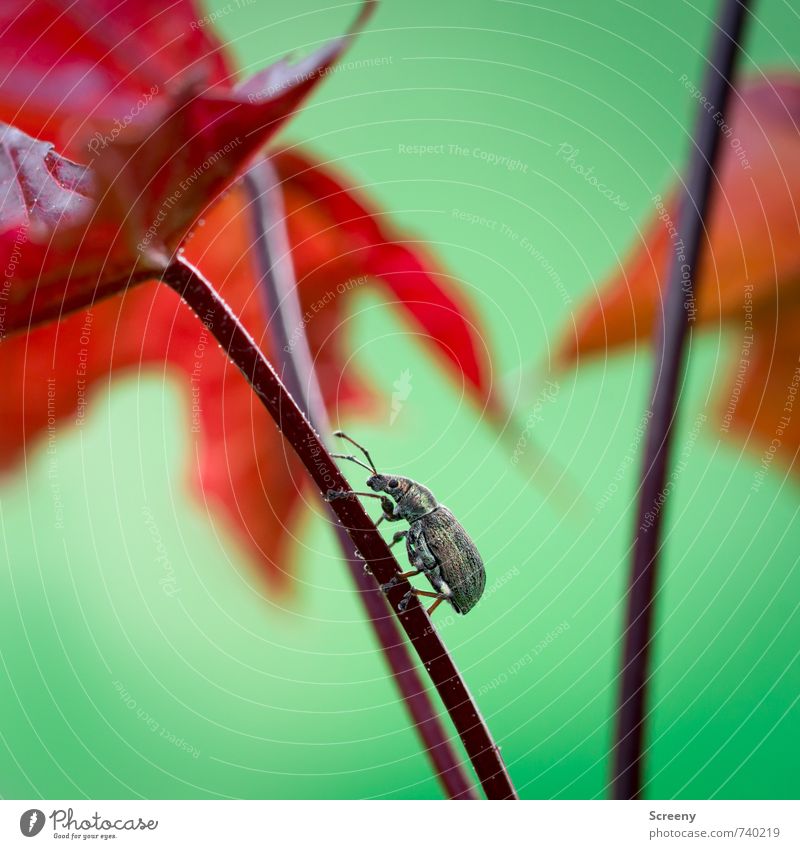 Running up that hill... Nature Plant Animal Spring Tree Leaf Red maple Meadow Beetle greenrüssler 1 Crawl Small Brown Green Spring fever Optimism Power Brave