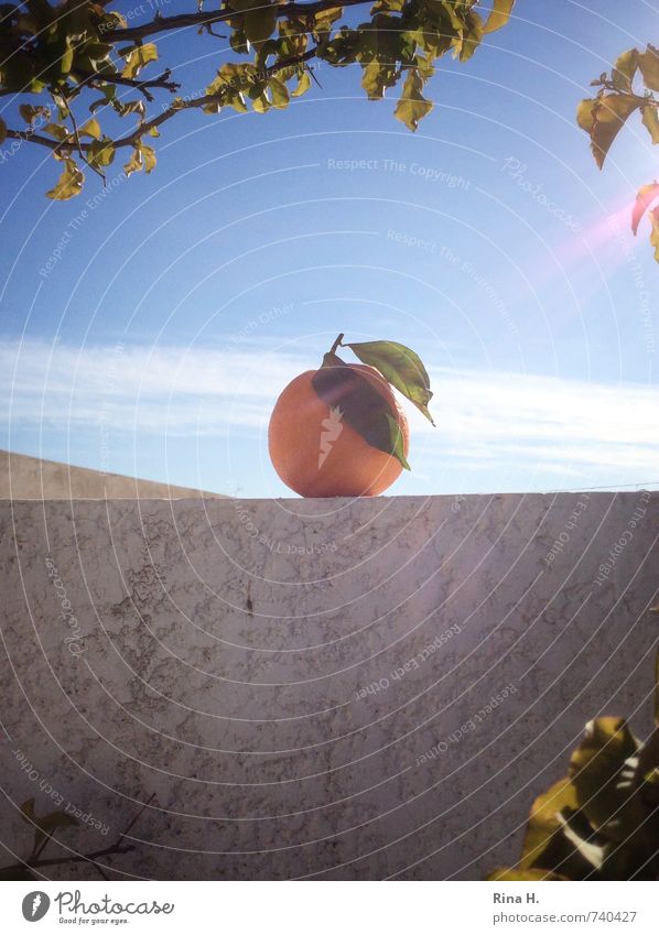 Illuminated Fruit Orange Sky Summer Beautiful weather Plant Wall (barrier) Wall (building) Individual Colour photo Exterior shot Deserted Copy Space bottom