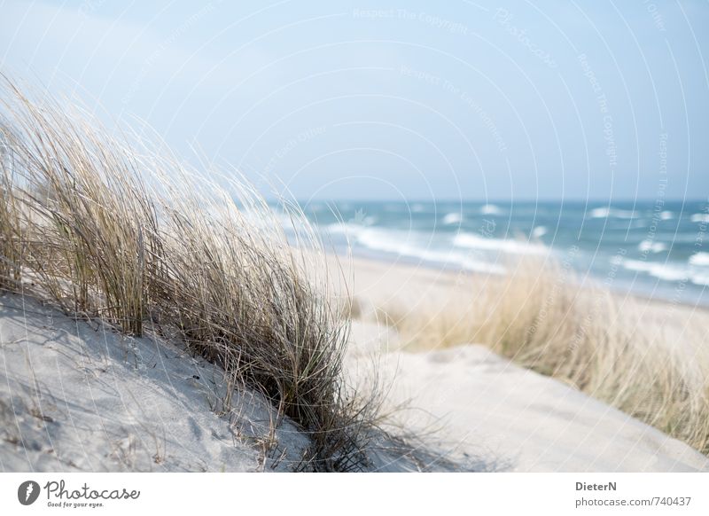 marram grass Environment Nature Landscape Grass Baltic Sea Blue White Beach dune Ocean Waves Horizon Sky Colour photo Deserted Copy Space top Day