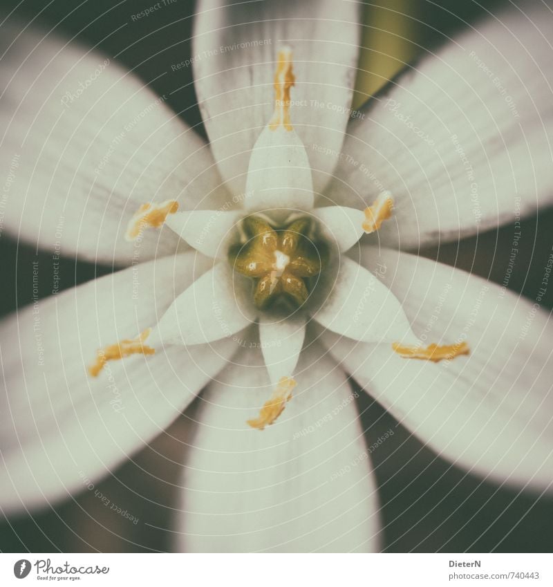 samples Plant Spring Flower Yellow White Macro (Extreme close-up) Blossom Pistil Retro Colours Colour photo Exterior shot Deserted Copy Space left