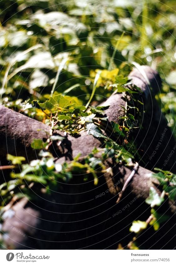 and forever the ivy is entwining Ivy Cemetery Tendril Grave Entwine Plant Back Metal Death Religion and faith Rust Old Modern Oxydation