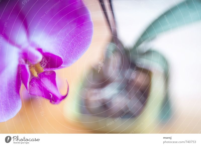 In the pot Plant Orchid Blossom Pot plant Exotic phalaenopsis Blossoming Relaxation Illuminate Dream Growth Esthetic Exceptional Uniqueness Kitsch Near Trashy