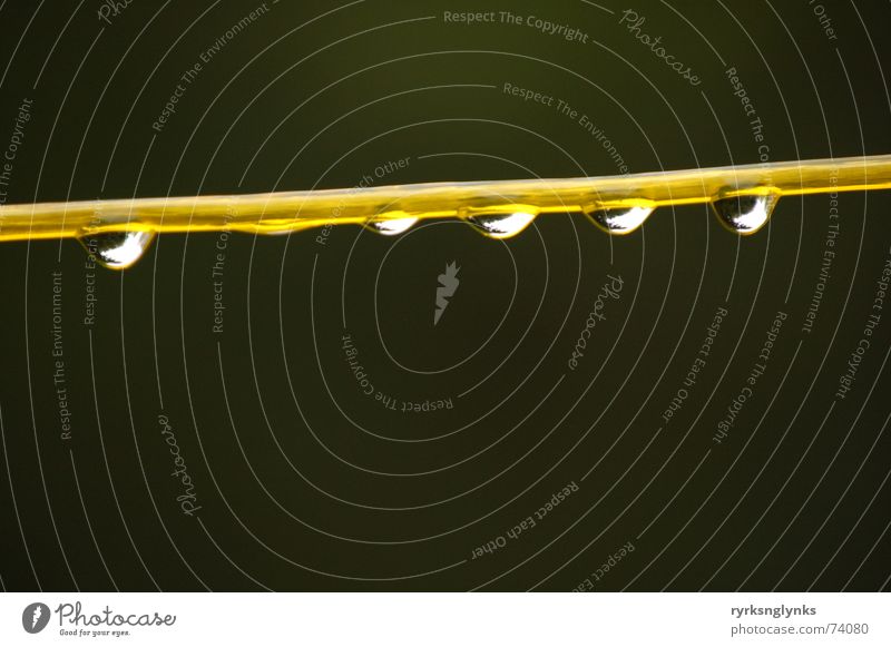 drop #1 Clothesline String Yellow Rain Dew Drops of water Autumn Reflection Tree 5 Outsider Rope Water Morning Multiple