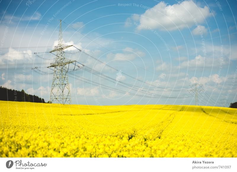 summer sea Landscape Sky Clouds Summer Beautiful weather Tree Agricultural crop Canola Canola field Field Blossoming Fragrance Blue Yellow Green White Energy