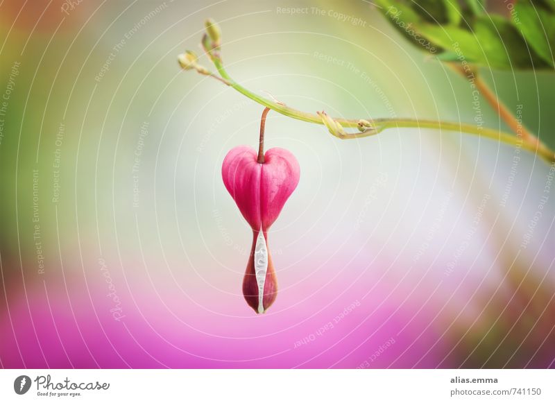 Heartfelt. Bleeding heart Flower Blossom Nature symbolic tear symbolism Plant shape heart-shaped Spring Sincere Garden Summer Beauty & Beauty perfect