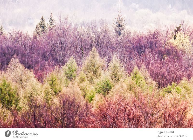 Colourful mixed forest Environment Nature Landscape Plant Tree Blossom Forest Natural Environmental protection Mixed forest Thuringia Germany National Park