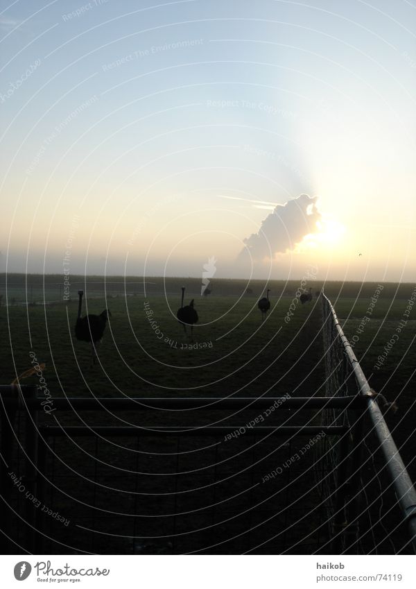 Early in the morning in the ostrich country... Sunrise Enclosure Fence Barn fowl Majestic Bouquet Morning giant bird