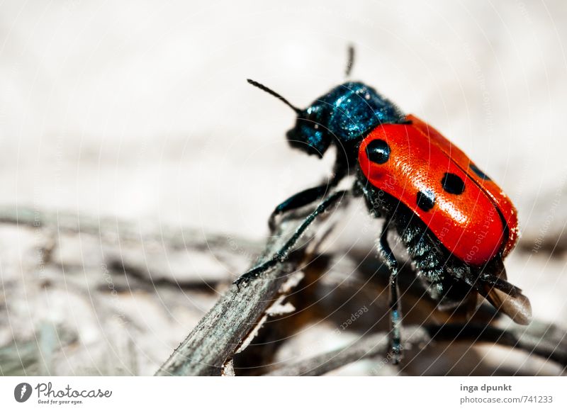 About wood and stone Environment Nature Landscape Animal Elements Earth Summer Beautiful weather Rock Desert Beetle Insect Articulate animals Ladybird Crawl 1