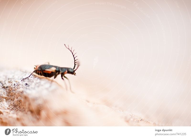 Look at my antlers! Environment Nature Landscape Animal Elements Earth Summer Desert Wild animal Insect 1 Crawl Feeler Living thing Ant Small