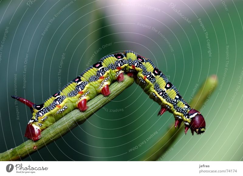 macro caterpillar Close-up Animal Macro (Extreme close-up) Nature alone Detail eating garden insect leaf lonesome nerve no wildlife