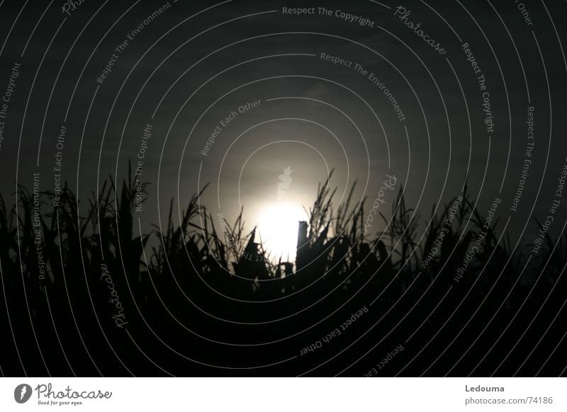 Moon behind cornfield Maize field Night Moody Evening sun Moonlight Twilight dark shining Grain Hide