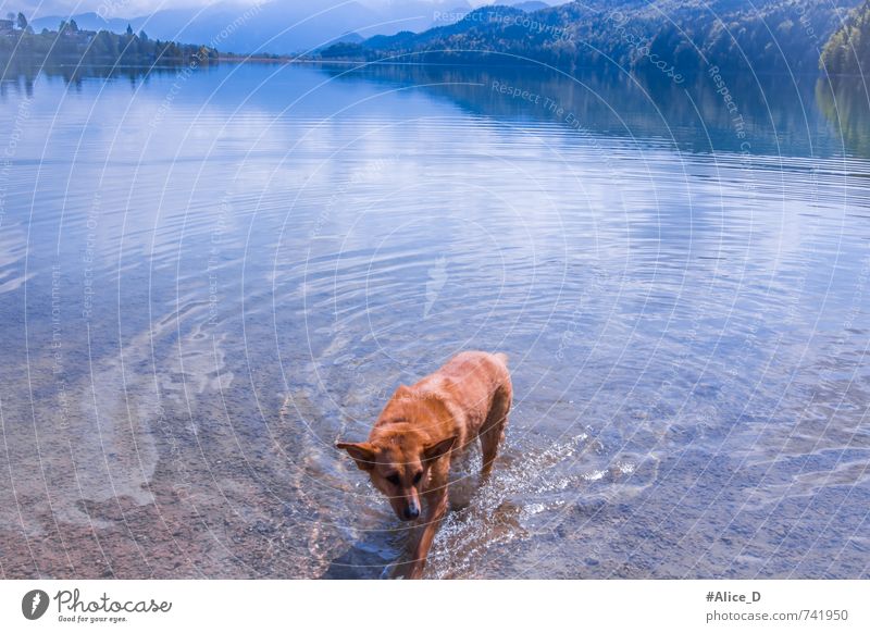 A bathing day at Weißensee Nature Landscape Elements Water Sun Sunlight Beautiful weather Mountain Lakeside Lake Weißensee lake landscape feet Animal Pet Dog