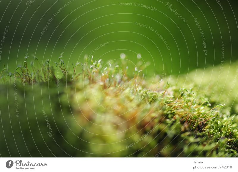 moss Environment Nature Plant Moss Small Natural Green Delicate Fine Fresh Colour photo Exterior shot Deserted Copy Space top Day Sunlight