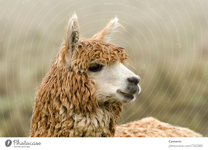 Alpaca Farm animal Animal face 1 Observe Listening Vacation & Travel Friendliness Happiness Near Curiosity Cute Self-confident Sympathy Caution Serene Patient