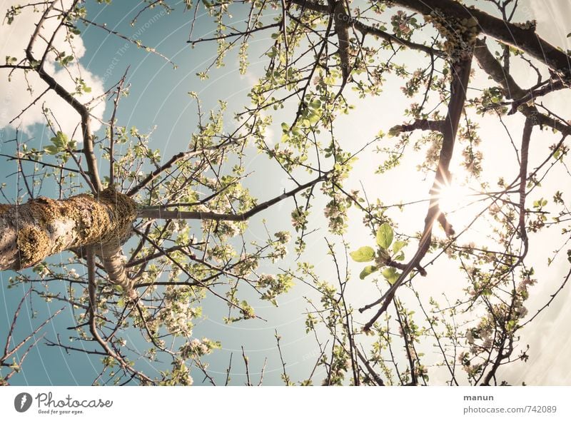 vernally Nature Sky Sun Spring Tree Leaf Branch Natural Warmth Spring fever Idyll Perspective Growth Colour photo Exterior shot Deserted Day Light Contrast