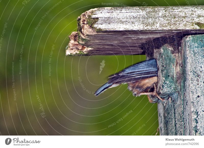 Nuthatch feeds its young in the nest box and is halfway stuck in the entrance hole Environment Nature Animal Spring Garden Park Forest Wild animal Bird