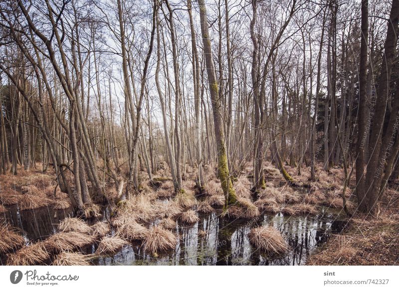 moorland Trip Nature Landscape Beautiful weather Forest Bog Marsh Wood Water Relaxation Vacation & Travel Hiking Dark Creepy Sustainability Wet Natural Slimy