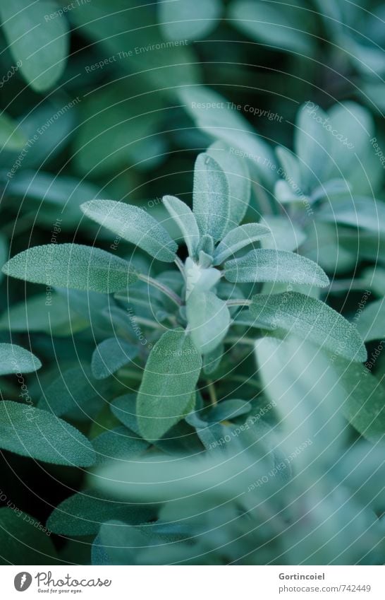 sage Food Herbs and spices Plant Agricultural crop Fresh Healthy Green Sage Medicinal plant Perspire Colour photo Exterior shot Deserted Copy Space top