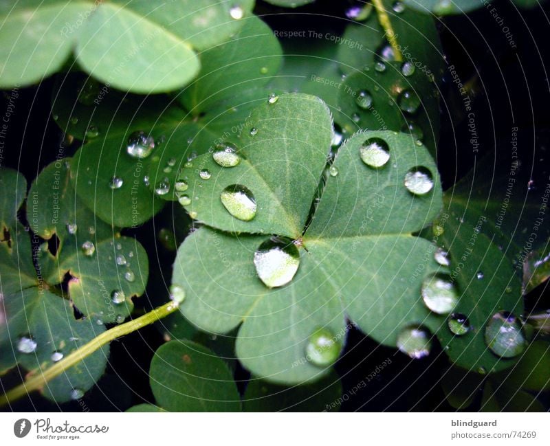 tears from heaven Clover Green Red Reflection Fresh Damp Wet Leaf Blossom Plant Macro (Extreme close-up) Small but perfectly formed Dream Trifoliate