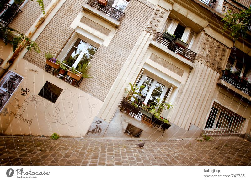 weird bird Town Old town House (Residential Structure) Window Build Mountain Paris Pigeon Montmartre Crazy Colour photo Day