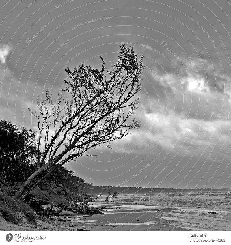 Storm on West Beach Lake Gale Tree Ocean Coast Waves Surf White crest Clouds Forest Salty Loneliness Gray Black Threat Rough Western Beach