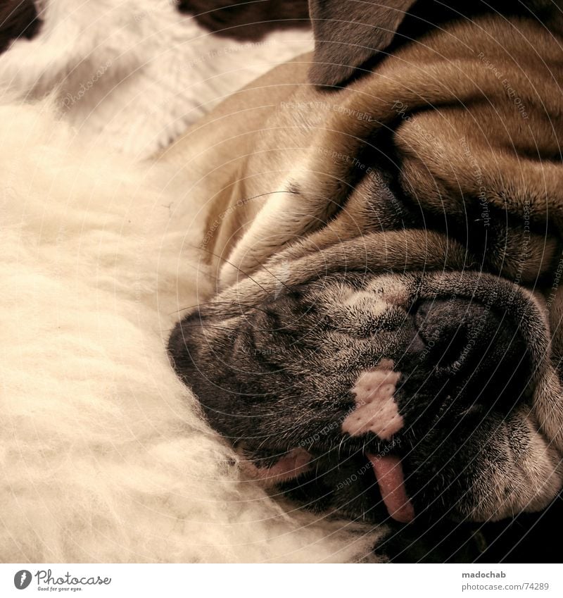 GOOD NIGHT | dog dog animal animal animals pug sleep sleep sleep Dog Animal Sleep Pelt Relaxation Wrinkles Pug Stupid but sweet You're a fucking mutt.