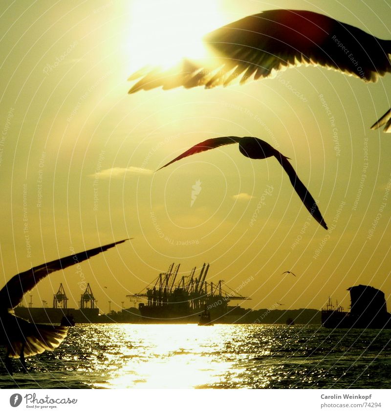 Out at the jetties... Bird Sunset Crane Seagull Longing Clouds Yellow Green Black White Light Free Watercraft Waves Dusk Optimist Reflection Dark Loneliness