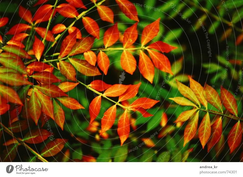 autumnal Leaf Autumn Red Plant Bushes Exterior shot Cross processing Garden Joy