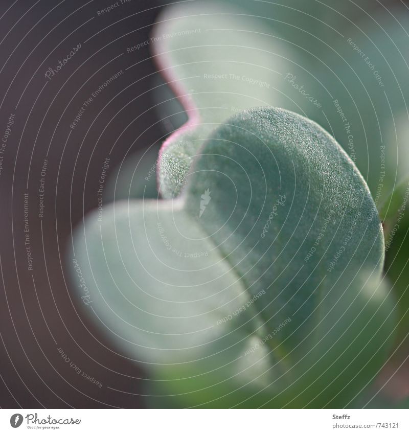 Radishes grow in the vegetable garden Vegetable Plantlet Root vegetable garden vegetables Vegetable garden wax Flourish Indigenous Domestic Anticipation