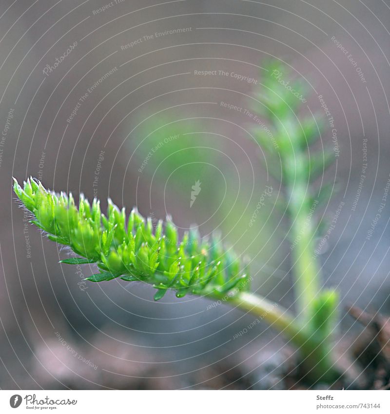 Carrot green in the spring garden carrot green Vegetable garden vegetables Root vegetable Plantlet organic Organic produce organic product first shoots wax