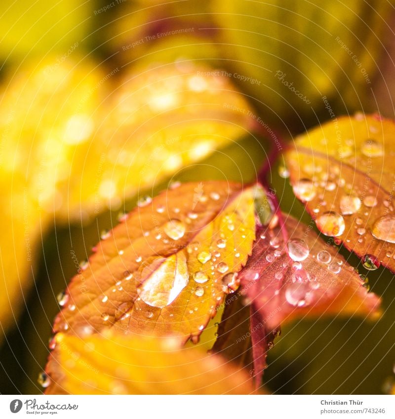 wild berries Environment Nature Plant Animal Water Drops of water Spring Autumn Bad weather Rain Bushes Leaf Field Faded Growth Esthetic Athletic Wild Brown